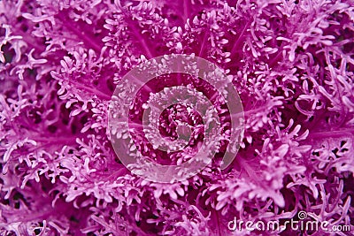 Purple plant macro detail. Fractal background. Ultra violet. Bot Stock Photo