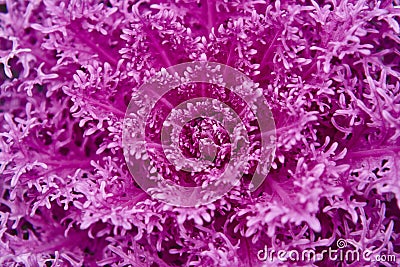 Purple plant macro detail. Fractal background. Ultra violet Stock Photo