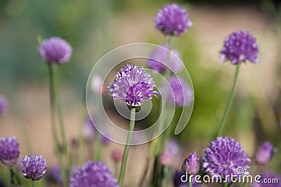 Purple Pom Pom Chive Flowers Stock Photo