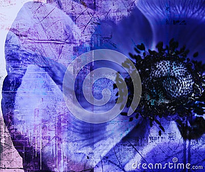 Purple poppy Stock Photo