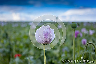 Purple poppy flower field Stock Photo