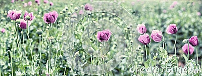 Purple poppy flower, meadow of poppy flowers Stock Photo