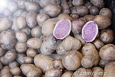 Purple potato. Vitelotte. Purple potatoes. Stock Photo