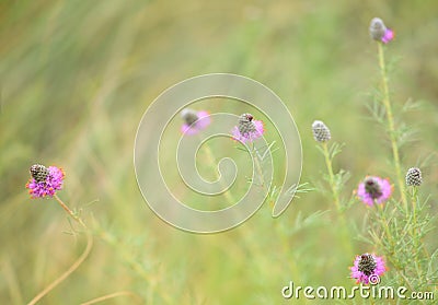 Purple prairie clover (Dalea purpurea) Stock Photo