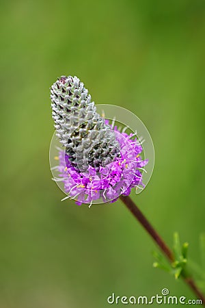 Purple prairie clover - Dalea purpurea Stock Photo