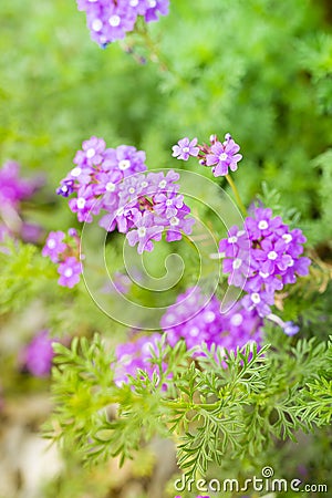 Purple Prairie Verbena flowers - Glandularia Bipinnatifida - Lan Stock Photo