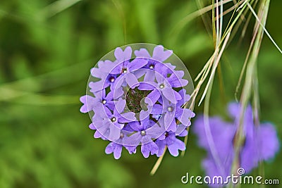 Purple Prairie Verbena flowers - Glandularia Bipinnatifida Stock Photo