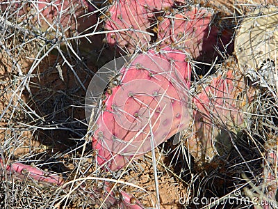PURPLE PRICKLY PEAR cactus texas native plant Opuntia macrocentra Stock Photo