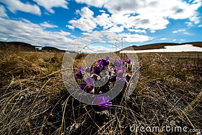 Purple primroses are the first to bloom in the spring steppes Stock Photo