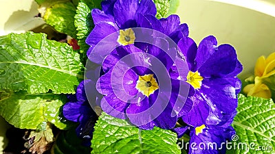 Purple primroses from garden Stock Photo