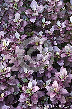 Purple Prince Joyweed plants Stock Photo