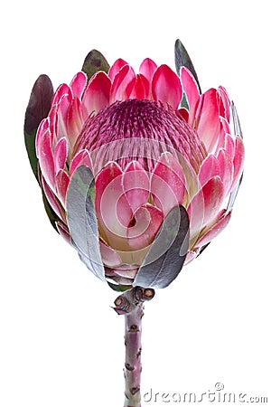 Purple protea, isolated on white Stock Photo