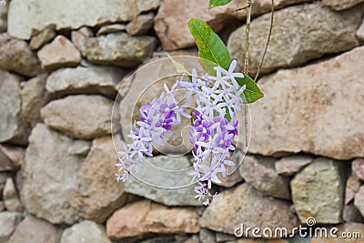 Queen`s Wreath hanging in front of a stone wall Stock Photo