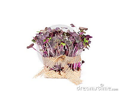 Purple radish fresh sprouts with sack cloth ribbon isolated Stock Photo