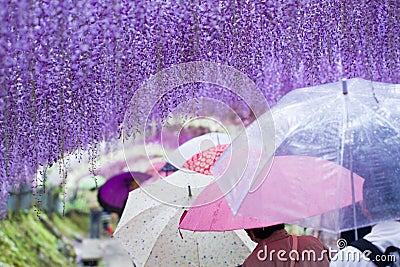 Purple Rain of Kawachi Wisteria Editorial Stock Photo