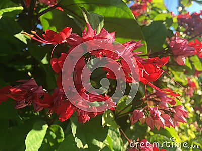 Purple Red Bleeding Heart, Clerodendrum Thomsoniae Plant Blossoming in Bright Morning Sunlight in Winter on Kauai Island, Hawaii. Stock Photo