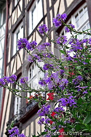 Purple and red flowers on a background of half-timbered houses. Rouen, France Stock Photo