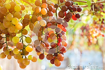 Purple red grapes with green leaves on the vine. fresh fruits Stock Photo