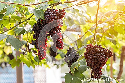 Purple red grapes with green leaves on the vine. fresh fruits Stock Photo