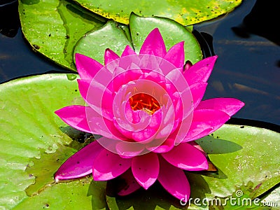 Purple red lotus flowering Stock Photo