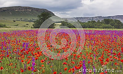 Purple and red poppy field in mountains Stock Photo