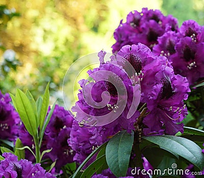 Purple rhododendron on a beautiful background. Stock Photo
