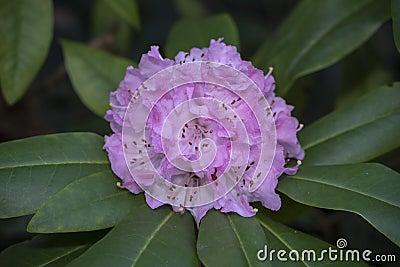 Purple rhododendron Stock Photo