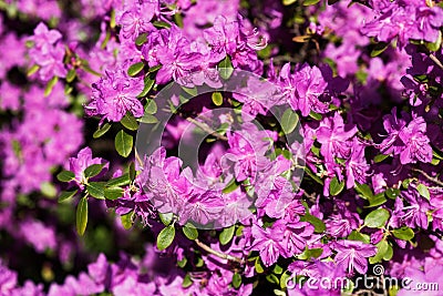 Purple Rhododendron luteum azalea flowers Stock Photo