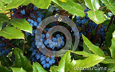 Purple ripe fruits of mahonia Stock Photo