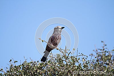 Purple Roller Stock Photo