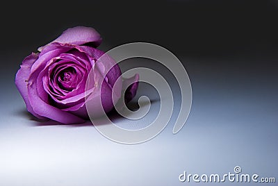 Purple Rose Stock Photo