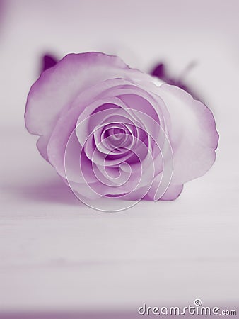 Purple Rose Background - Flower Stock Photos Stock Photo