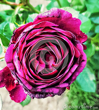 Purple rose in bloom Stock Photo