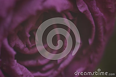 Purple rose Stock Photo