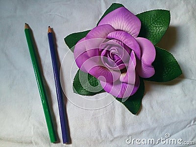 Purple Rose Stock Photo