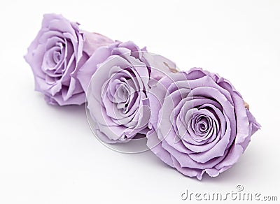 Purple rose isolated on white Stock Photo