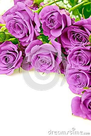 Purple roses Stock Photo