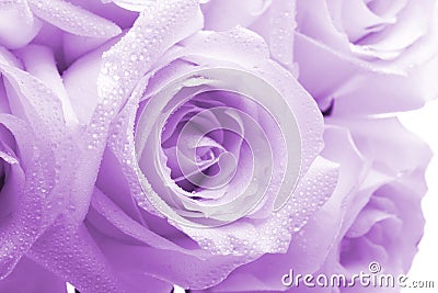 Purple roses Stock Photo