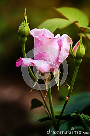 Purple roses bloom with a beautiful outdoor bouquet in the garden Stock Photo