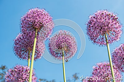 Purple round flowers of giant onion in the garden Stock Photo