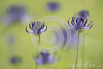 Purple round headed rampion flowers in a grass field Stock Photo