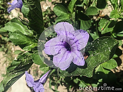 Ruellia flower Stock Photo