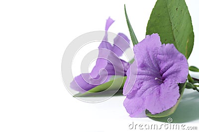 Purple Ruellia flower and green leafs on an isolated background Stock Photo