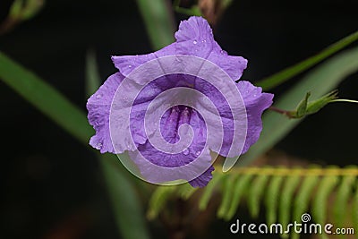 Purple Ruellia tuberosa flower Stock Photo