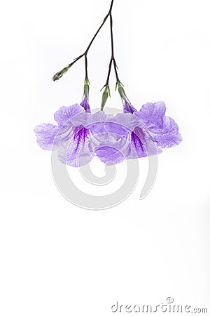 Purple ruellia tuberosa flower blossom isolated on white Stock Photo