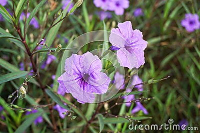 Purple ruellia tuberosa flower Stock Photo