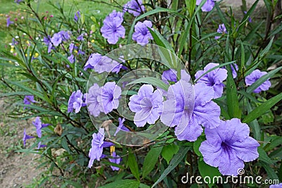 Purple ruellia tuberosa flowers are blooming full of trees in garden Stock Photo