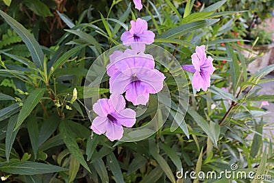 Purple Ruellias. It reflects the sunlight. Stock Photo