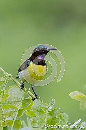 Purple-rumped sunbird Stock Photo