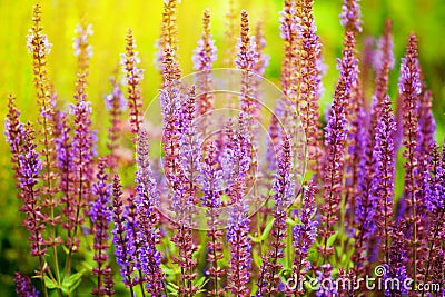 Purple sage flowers blossom close up, green grass, yellow sunlight blurred background, blooming violet salvia sunny morning field Stock Photo